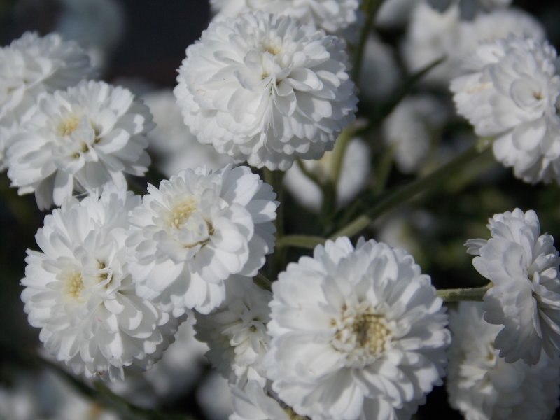 Деревій птармика: білі квіти з липня до пізньої осені